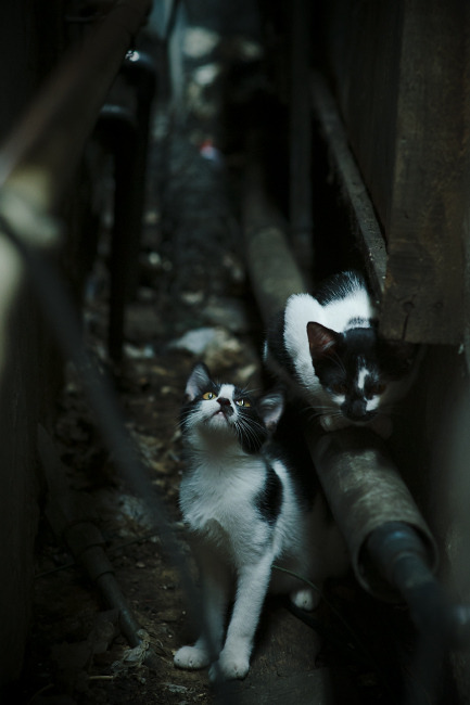 开云体育APP-今年NBA场均助攻和篮板排名前五名都有哪些?,nba场均助攻数