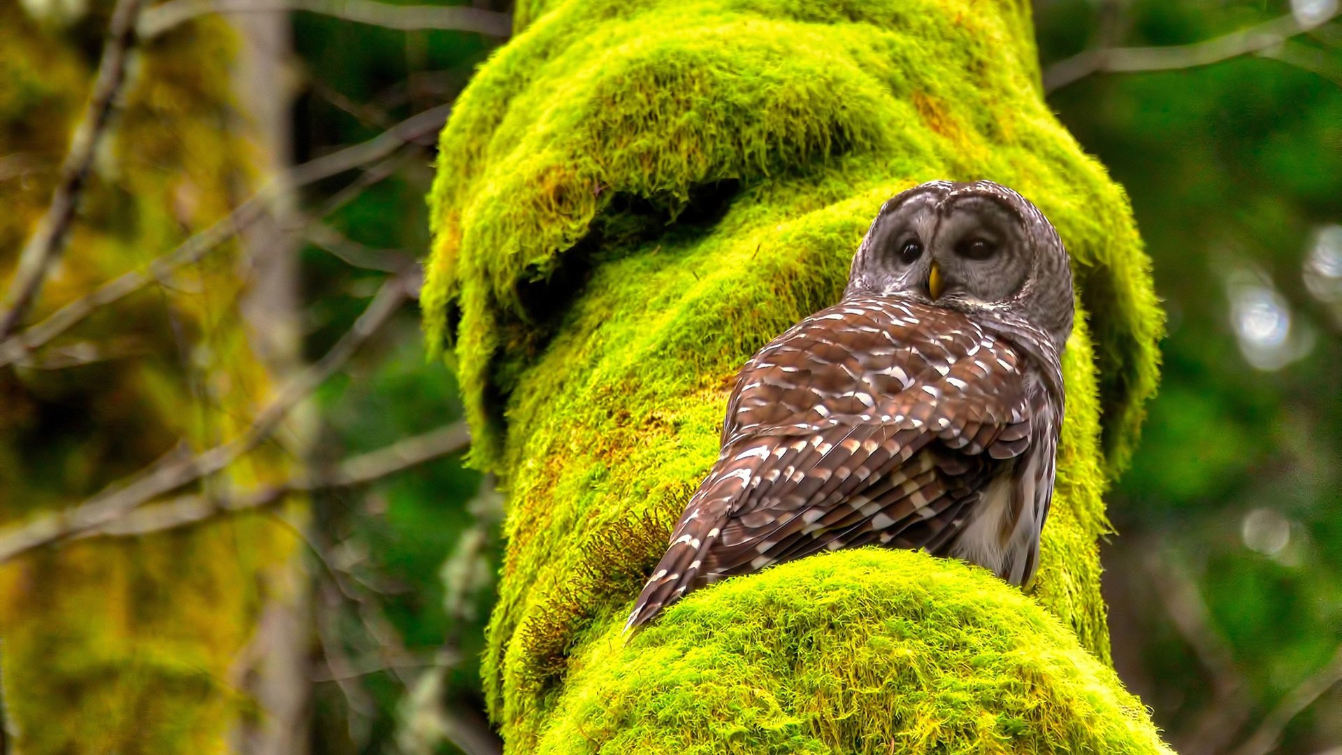 开云体育娱乐app安全-青少年篮球运动潜力释放，全国青训机构数量持续增长，全国青少年篮球培训机构排名