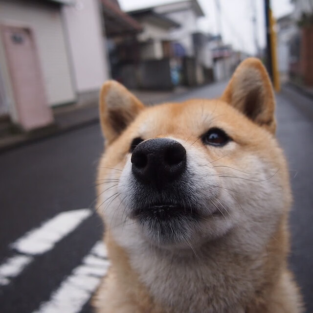 开云APP-公牛险胜湖人，关键一役中德罗赞连续抢断建功，公牛德里克罗斯图片