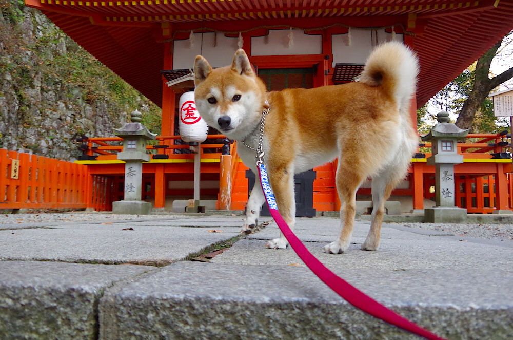 开云体育下载APP-巴黎圣日耳曼大胜拜仁，时隔多年再进四强！，巴黎圣日耳曼对拜仁首回合
