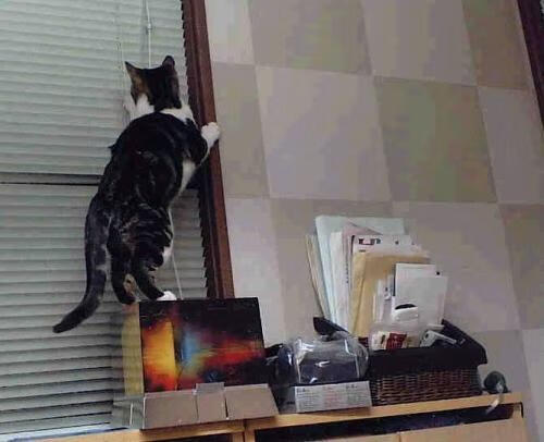 开云体育网址-萨索洛胜出,继续在法国联赛保级之路上紧追,萨索洛吧