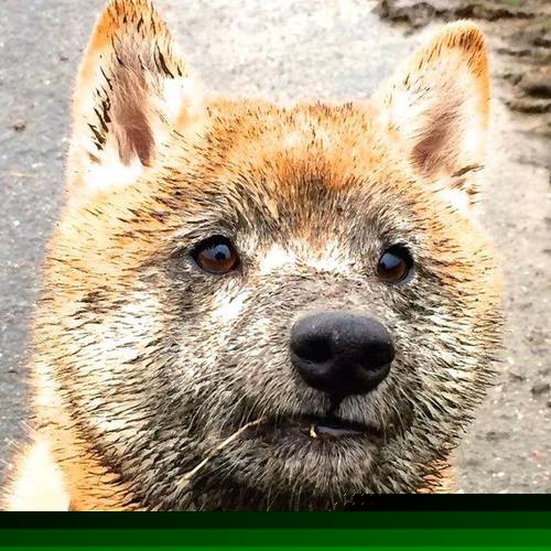 开云官方-Chinese Taipei团队乒乓球战术:快速反应与精准布局,乒乓台北