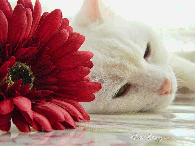 开云体育app安全下载-东京奥运回顾 中国代表团成绩创历史新高,东京奥运会中国代表团出场回放